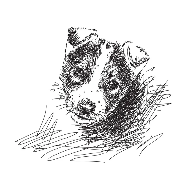 Perro cachorro dibujado a mano — Archivo Imágenes Vectoriales