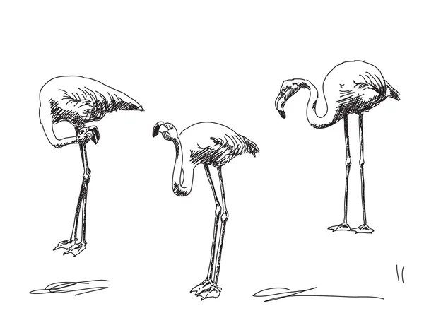 手描き下ろし鳥フラミンゴ — ストックベクタ