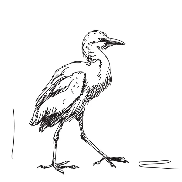 Oiseau dessiné main — Image vectorielle