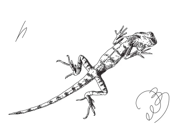 Lizard Hand drawn — Stock Vector