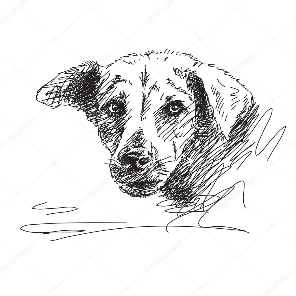 Hand drawn dog portrait