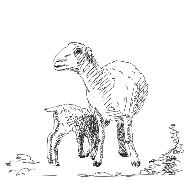Baby lamb — Stock Vector