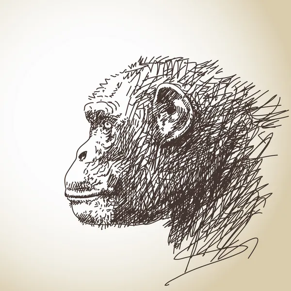 Chimpancé — Vector de stock