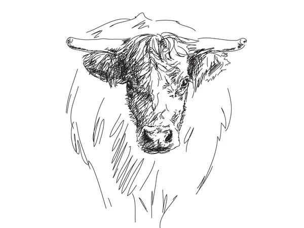 Croquis de la tête de taureau — Image vectorielle