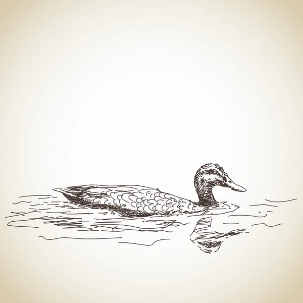 Bosquejo de pato en el agua — Archivo Imágenes Vectoriales