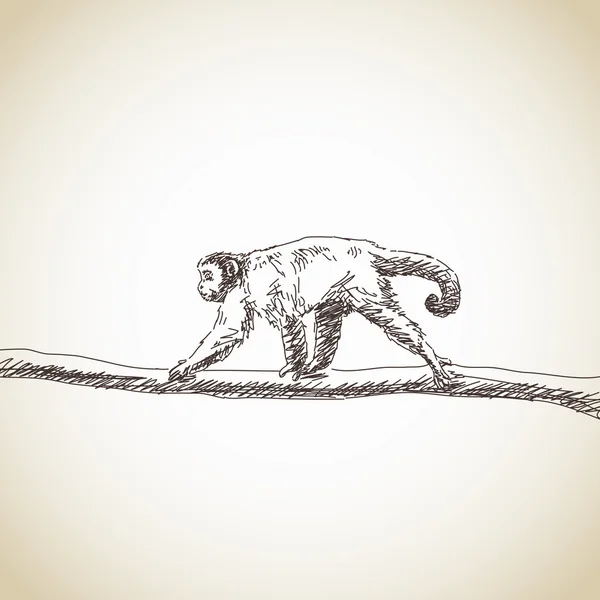 棕色卷尾猴 — 图库矢量图片