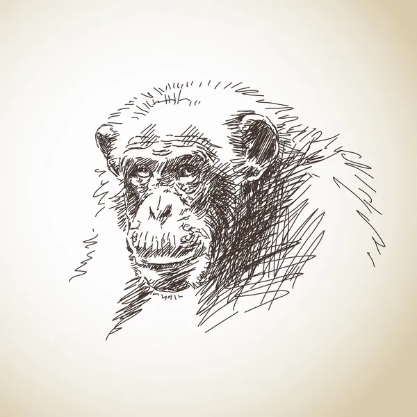 Chimpansee hoofd — Stockvector