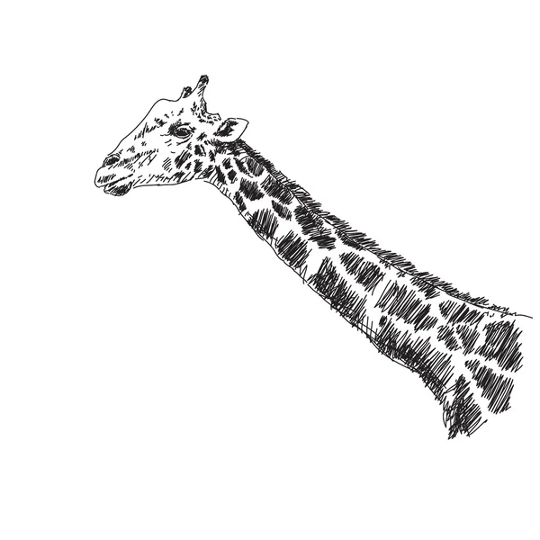 Giraffe — Stockvektor