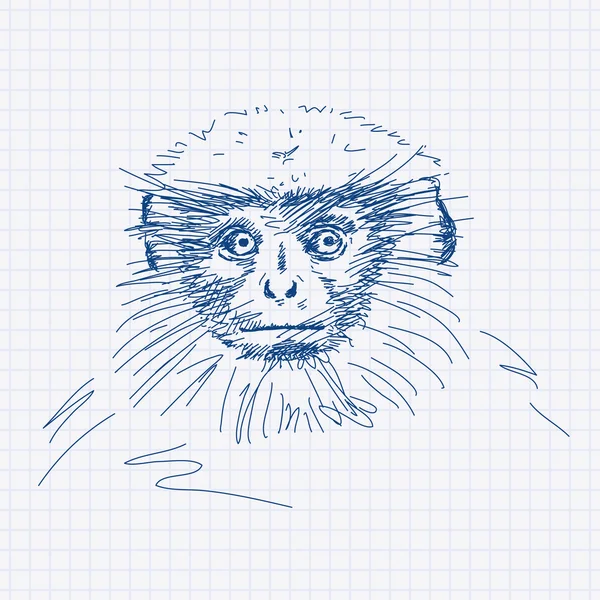 Langur gris — Vector de stock