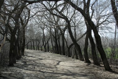 ağaçlar ve gölgeler