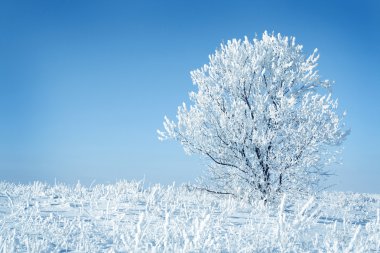 Alone frozen tree clipart
