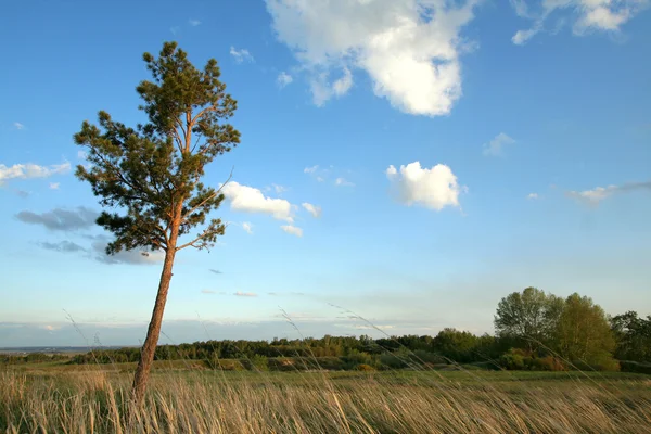 Pine — Stock Photo, Image