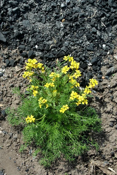 Små gula småblommorna — Stockfoto