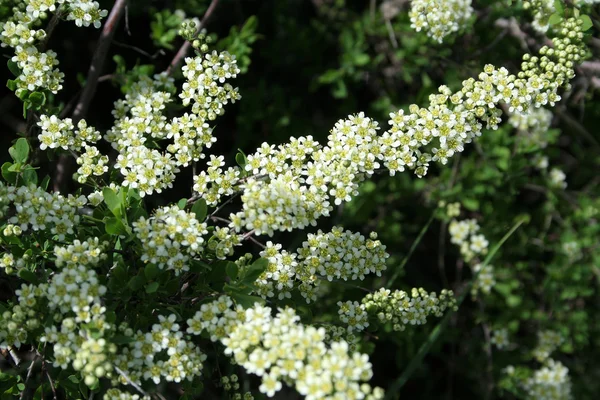 Witte bloemen — Stockfoto