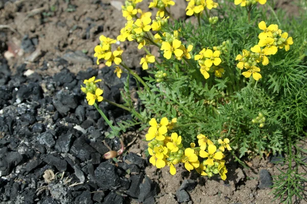 Small yellow florets — Stock Photo, Image