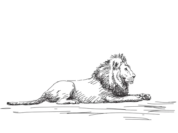 Lion a riposo schizzo — Vettoriale Stock