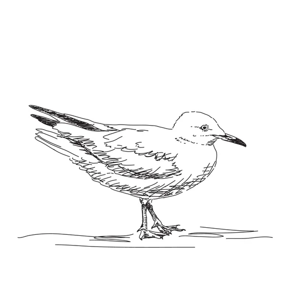 Croquis de mouette — Image vectorielle