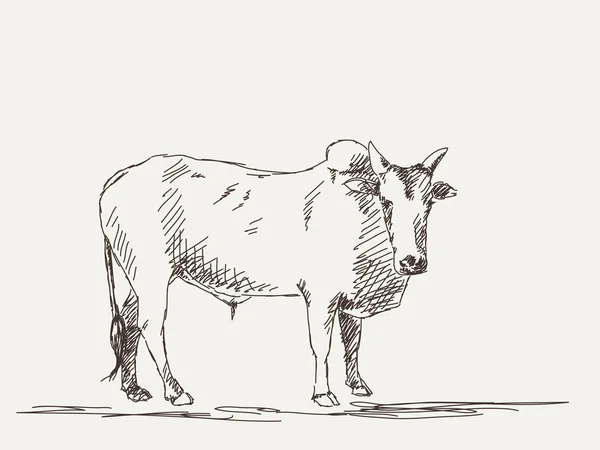 Zebu inek — Stok Vektör