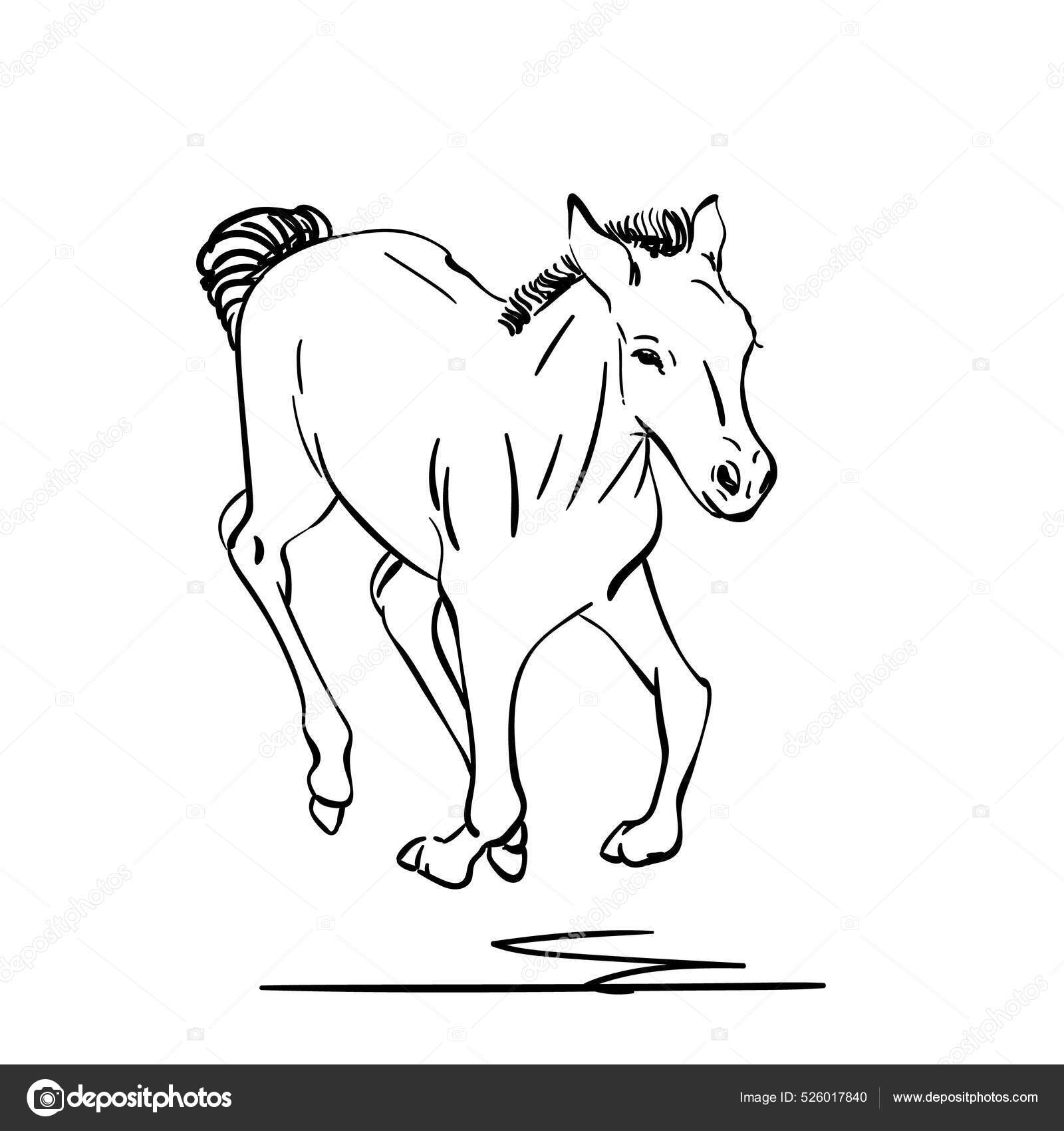Hand Drawn Jumping Foal Line Art Style Vector Sketch Stock Vector