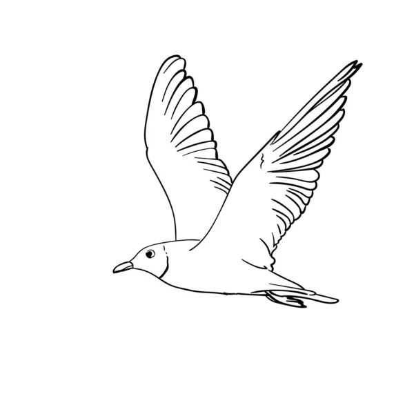 Vector Hand Drawn Flying Seagull Line Art Illustration Isolated White — Stock Vector