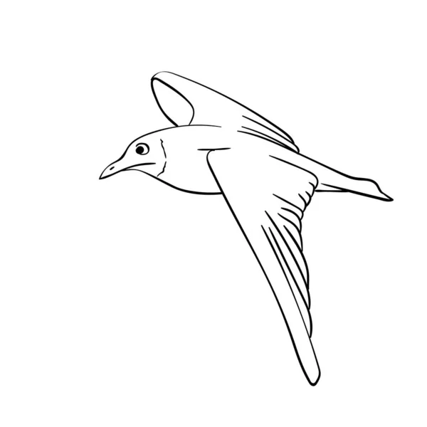 Vector Hand Drawn Soaring Seagull Line Art Illustration Isolated White — Stock Vector