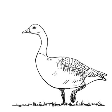 El çizimi kaz tek ayak üzerinde duruyor, vektör çizimi beyaz arka planda izole edilmiş.