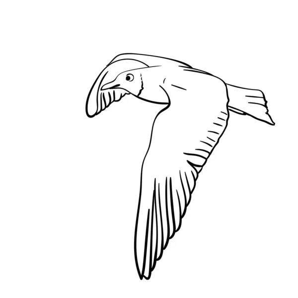 Vektorový Ručně Kreslený Létající Racek Line Art Ilustrace Izolované Bílém — Stockový vektor