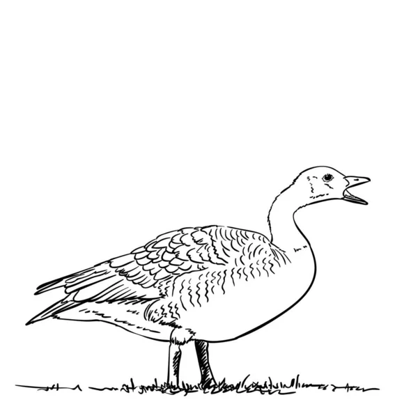 Hand Drawn Vector Goose Open Beak Illustration Isolated White Background — Stock Vector