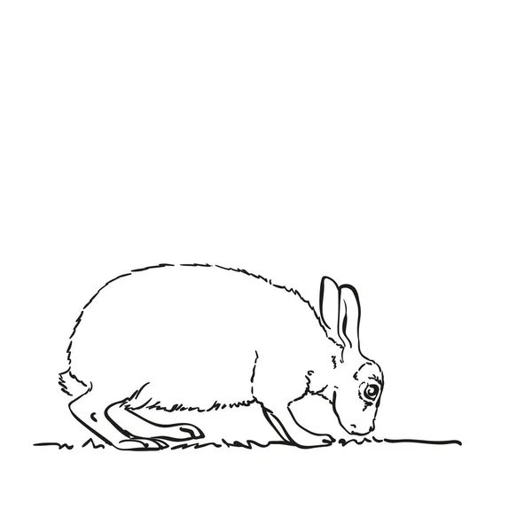 Vector Sketch Rabbit Eating Grass Hand Drawn Illustration — Stock Vector