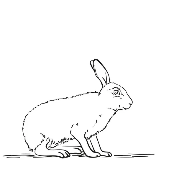 兔子的矢量草图 手绘图解 — 图库矢量图片
