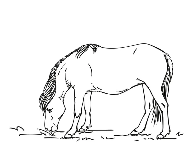 Schizzo Del Cavallo Pascolo Illustrazione Vettoriale Disegnata Mano Isolata Bianco — Vettoriale Stock