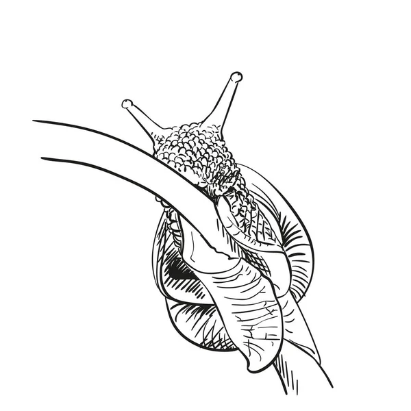 Schizzo Lumaca Striscia Lungo Gambo Della Pianta Illustrazione Disegnata Mano — Vettoriale Stock