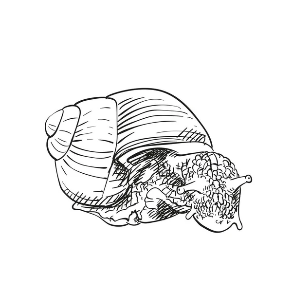 白地に隔離されたカタツムリのスケッチ 手描きイラスト — ストックベクタ