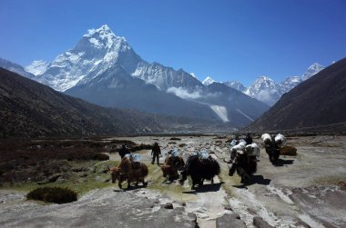 Sagarmatha Ulusal Parkı, Nepal - 24 Mayıs 2019: Everest Yolu. Pheriche yakınlarında yük taşıyan Yak kervanı. Himalayalar 'daki Ama Dablam (6856 m) manzarası