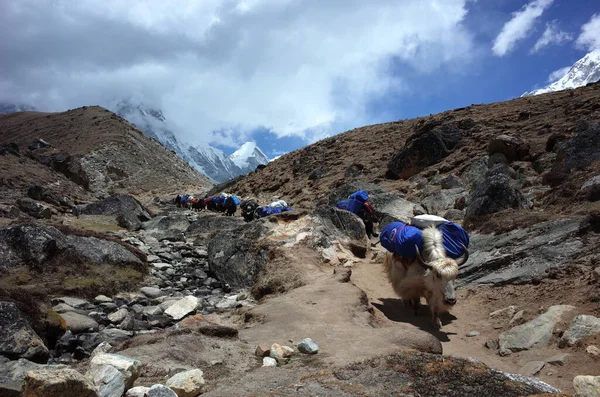 Parque Nacional Sagarmatha Nepal Mayo 2019 Everest Trek Caravana Yak —  Fotos de Stock