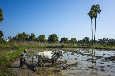 Inwa (Ava), Myanmar - 10 Ocak 2019: Öküzlerin pirinç tarlalarını suladığı çiftçi 