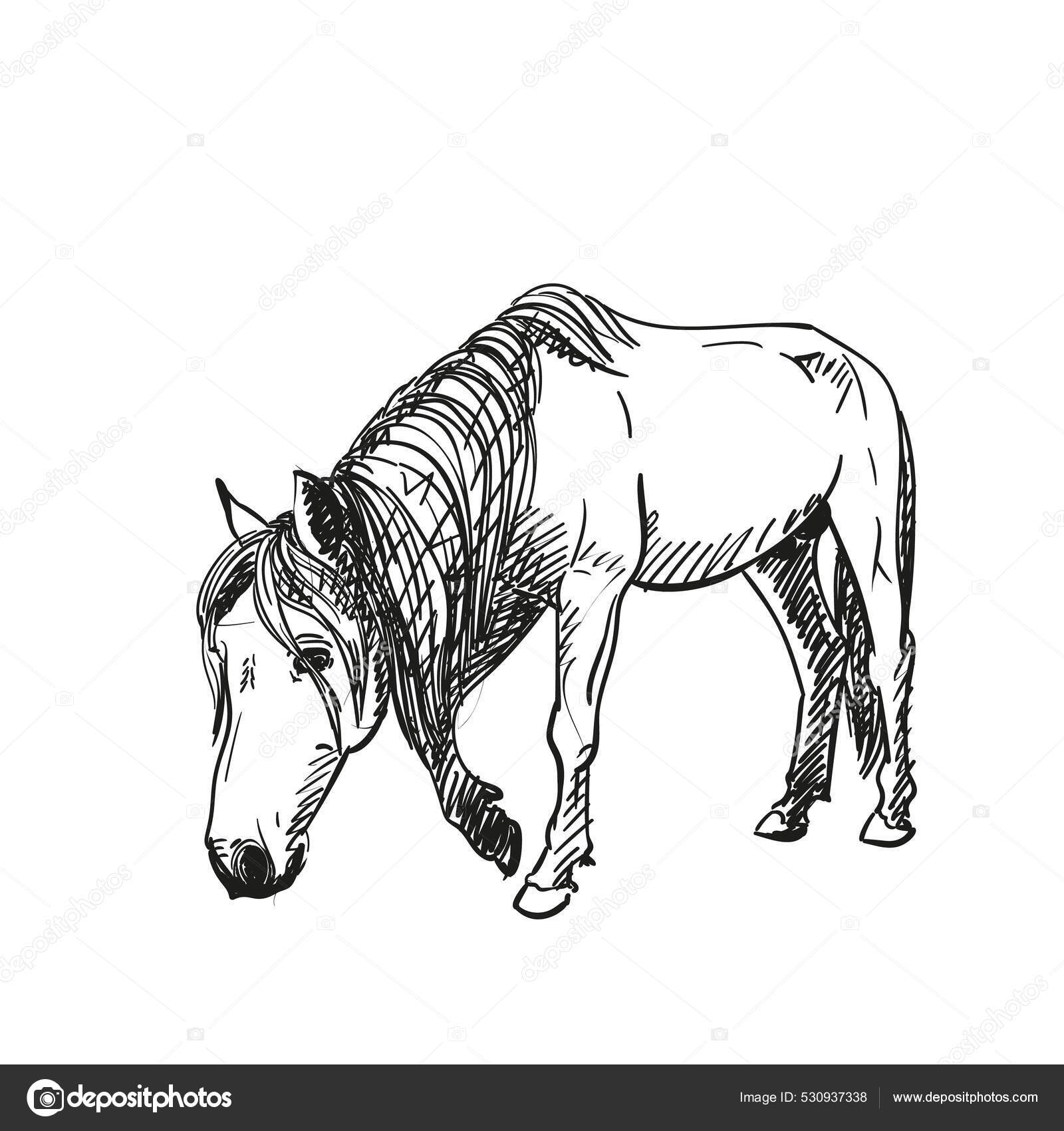 Ilustração Vetorial De Um Retrato Realista De Cabeça De Cavalo