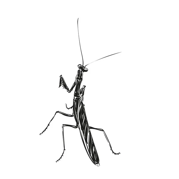 Bidsprinkhaan Met Hand Getekend Illustratie Geïsoleerde Insect Vector Schets Zwart — Stockvector