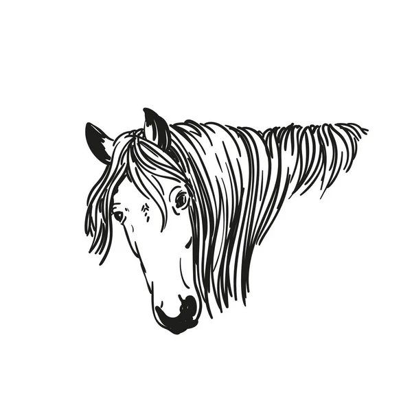 Σκίτσο Της Κεφαλής Του Αλόγου Μακριά Χαίτη Διάνυσμα Χέρι Ζωγραφισμένα — Διανυσματικό Αρχείο