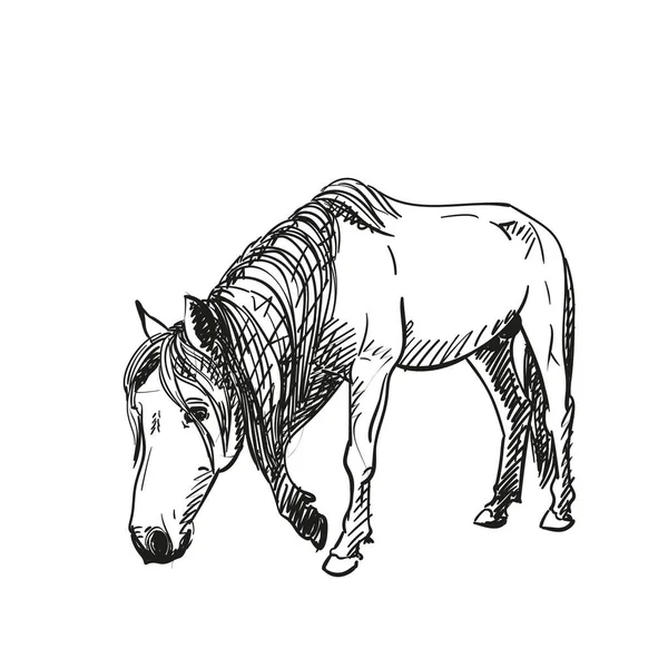 画马低着头慢慢地走着 全长肖像画孤立的黑白矢量手绘动物图解 — 图库矢量图片