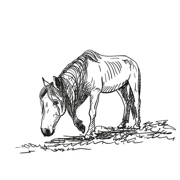 Schets Van Hongerig Paard Met Uitstekende Ribben Loopt Langzaam Gras — Stockvector
