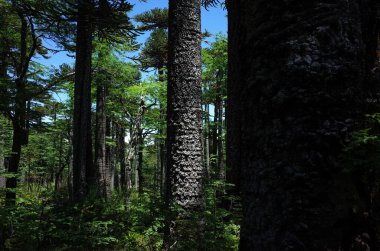 Güney Amerika, Şili 'deki Villarrica Milli Parkı' ndaki Araucaria Ormanı.