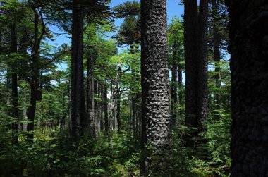 Güney Amerika, Şili 'deki Villarrica Milli Parkı' ndaki Araucaria araucana ormanı.
