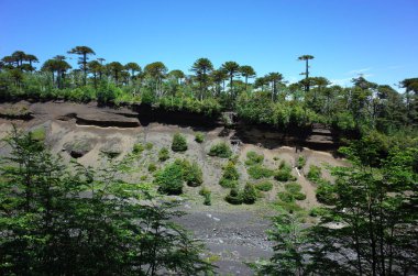 Villarrica yanardağının eteklerindeki araucaria araucana ormanındaki eski patlama sonrası kanyon, Şili 'deki Villarrica ulusal parkı, Güney Amerika doğa manzarası
