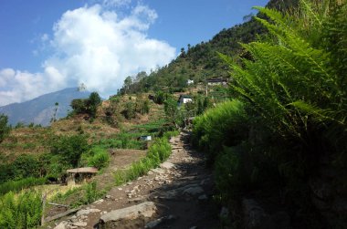 Yeşil dağlarda Karikhola 'dan Bupsa' ya yürüyüş yolu - Himalayalar 'da Everest' in alt kısmı, Solukhumbu bölgesi, Nepal