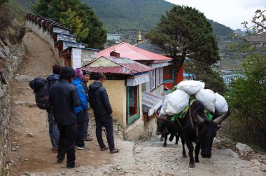 Namche Çarşısı, Nepal - 15 Mayıs 2019: Kargo öküzleri Budist manastırının yanındaki patikada yürürken bir grup nepalli bekliyor.