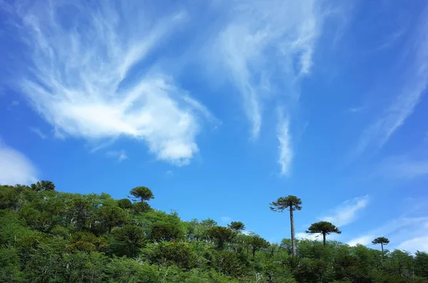 Fantastic Light Clouds Blue Sky Araucaria Forest Mountainside Villarrica Volcano — Stock Photo, Image