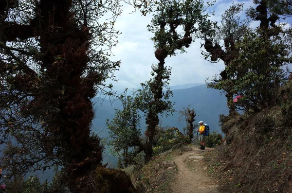 Hiker Trekking Mountains Scary Forest Trail Jiri Lukla Lower Part — Stock Photo, Image