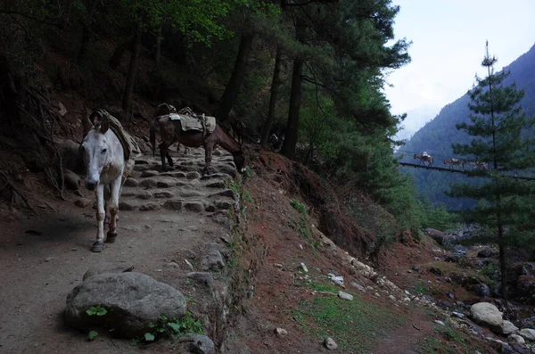 Mules Marche Sur Sentier Suspension Pont Dans Vallée Khumbu Trek — Photo