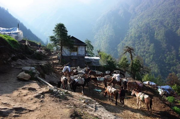 Solukhumbu Région Everest Népal Mai 2019 Caravane Mulets Reposant Près — Photo